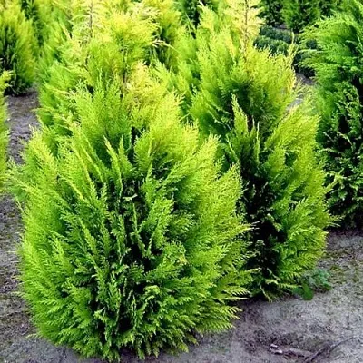 Кипарисовик ИВОНЕ лавсана  Кипарисовик ИВОНЕ лавсана в Смоленске