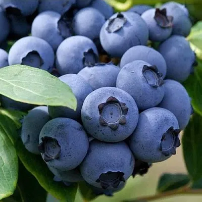 Голубика СПАРТАН  Голубика СПАРТАН в Смоленске