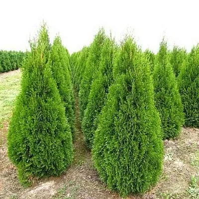 Туя СМАРАГД западная в Смоленске