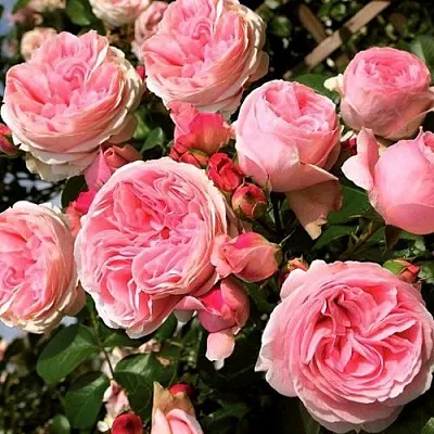 Саженцы роз ДЖАРДИНА плетистая  Саженцы роз ДЖАРДИНА плетистая в Смоленске