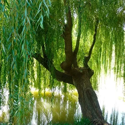 Ива  Ива в Смоленске