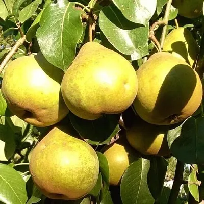 Груша ПЛАТОНОВСКАЯ  Груша ПЛАТОНОВСКАЯ в Смоленске