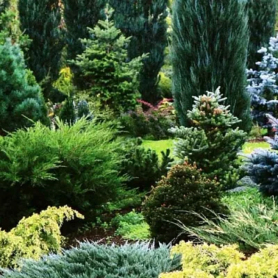 Хвойные растения в Смоленске