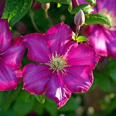 Клематис КАРМЕНСИТА в Смоленске