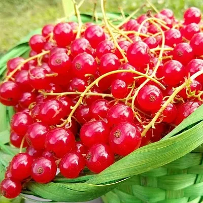 Красная в Смоленске