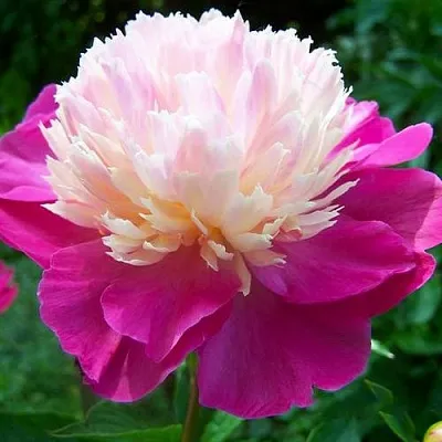 Пион ГЕЙ ПАРИ травянистый  Пион ГЕЙ ПАРИ травянистый в Смоленске