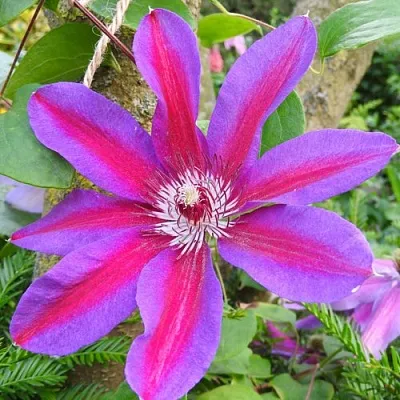 Клематис АКАИШИ в Смоленске