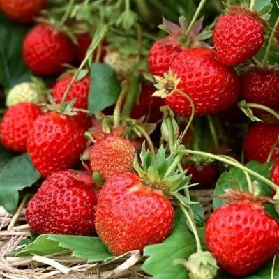 Клубника САН АНДРЕАС ремонтантная в Смоленске