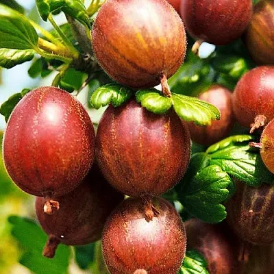 Крыжовник ШЕРШНЕВСКИЙ в Смоленске