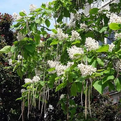 Катальпа  Катальпа в Смоленске