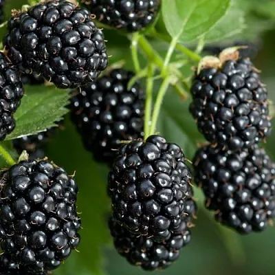 Ежевика ЧЕРНАЯ МАГИЯ ремонтантная  Ежевика ЧЕРНАЯ МАГИЯ ремонтантная в Смоленске