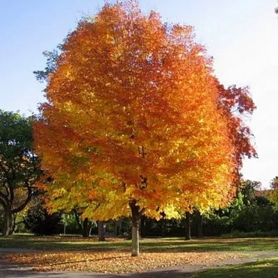 Клен серебристый  Клен серебристый в Смоленске