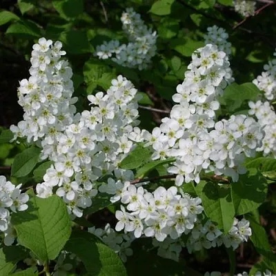 Черемуха ПАМЯТИ САЛАМАТОВА  Черемуха ПАМЯТИ САЛАМАТОВА в Смоленске