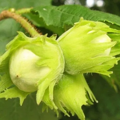 Фундук КАТАЛОНСКИЙ в Смоленске