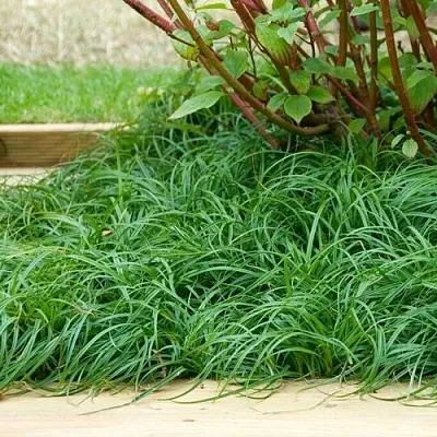 Осока БИТЛЗ  Осока БИТЛЗ в Смоленске