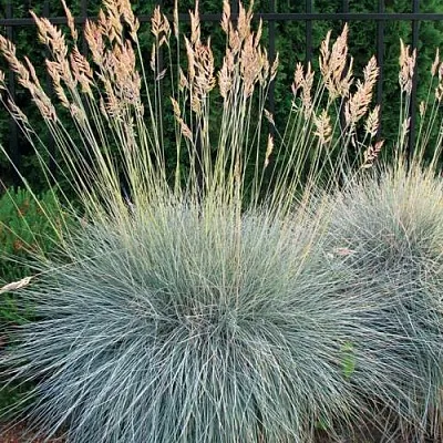 Овсянница ЭЛАЙДЖА БЛЮ  Овсянница ЭЛАЙДЖА БЛЮ в Смоленске