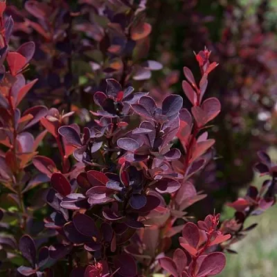 Барбарис ХЕЛМОНД ПИЛЛАР тунберга  Барбарис ХЕЛМОНД ПИЛЛАР тунберга в Смоленске