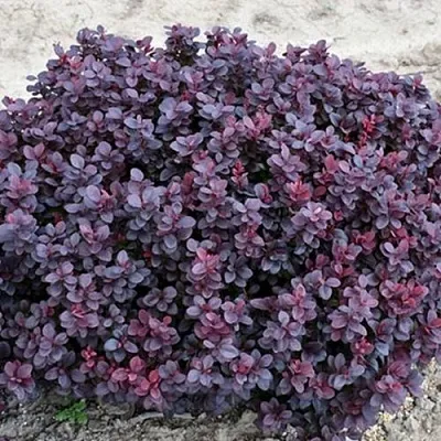 Барбарис КОНКОРД тунберга  Барбарис КОНКОРД тунберга в Смоленске