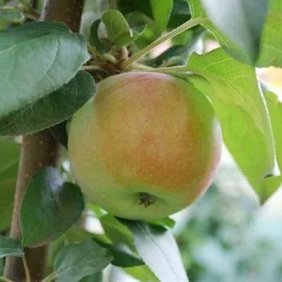 Яблоня ПОДСНЕЖНИК стелющаяся в Смоленске