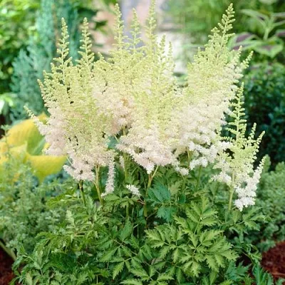 Астильба МИЛК ЭНД ХАНИ китайская  Астильба МИЛК ЭНД ХАНИ китайская в Смоленске