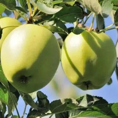 Яблоня САХАРНАЯ  Яблоня САХАРНАЯ в Смоленске