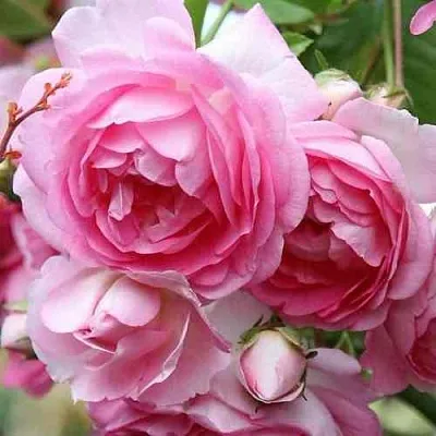 Саженцы роз ЖАСМИНА плетистая  Саженцы роз ЖАСМИНА плетистая в Смоленске