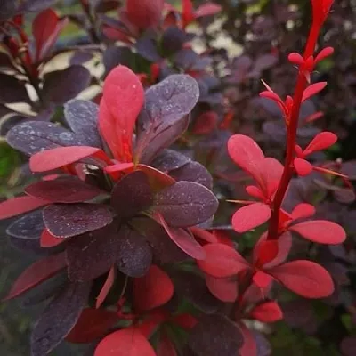 Барбарис РЕД ПИЛЛАР тунберга  Барбарис РЕД ПИЛЛАР тунберга в Смоленске