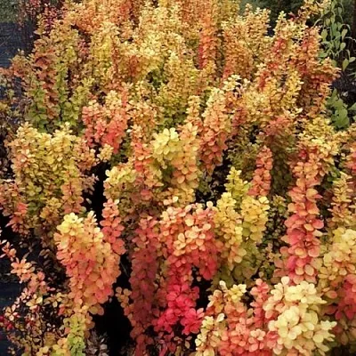 Барбарис САММЕР САНСЕТ тунберга  Барбарис САММЕР САНСЕТ тунберга в Смоленске