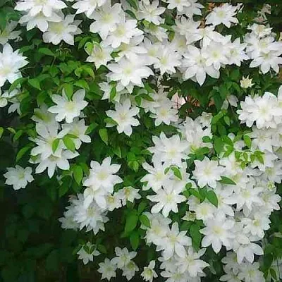 Клематис ТОКИ в Смоленске