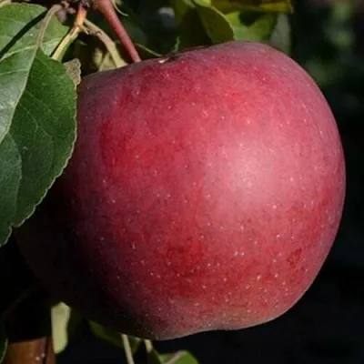 Яблоня БЕЛОРУССКОЕ СЛАДКОЕ  Яблоня БЕЛОРУССКОЕ СЛАДКОЕ в Смоленске