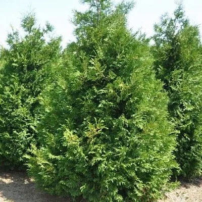 Туя ВАКСЕН западная  Туя ВАКСЕН западная в Смоленске