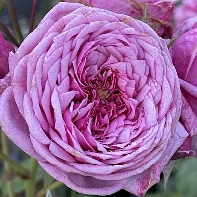 Саженцы роз ДЬЮРАНС АНСЬОН шраб в Смоленске