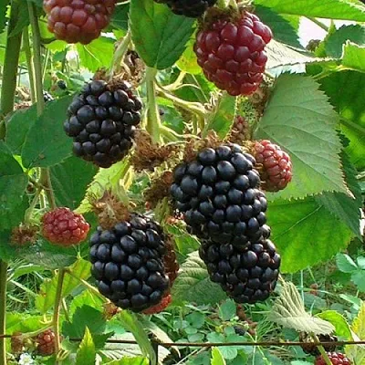 Ежевика ЧЕСТЕР бесшипная  Ежевика ЧЕСТЕР бесшипная в Смоленске