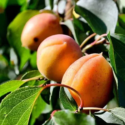 Абрикос БАЙ в Смоленске