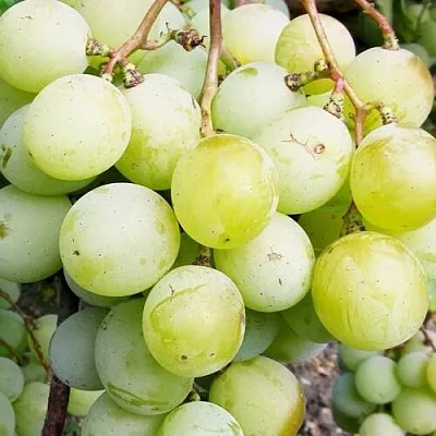 Виноград КЕША МУСКАТ  Виноград КЕША МУСКАТ в Смоленске