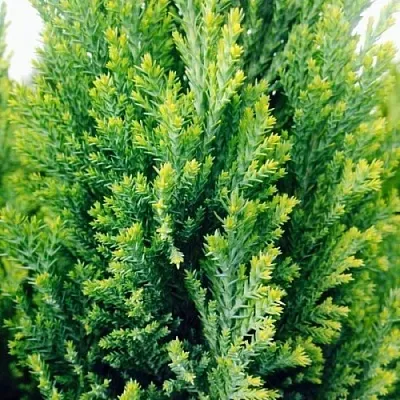 Кипарисовик Кипарисовик в Смоленске