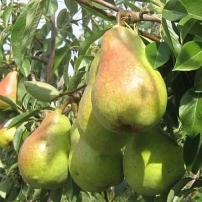 Груша ДЕЛЬБАРЬЮ  Груша ДЕЛЬБАРЬЮ в Смоленске