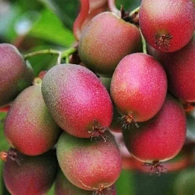 Актинидия ВЕЙКИ аргута  Актинидия ВЕЙКИ аргута в Смоленске