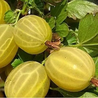 Крыжовник ЯРОВОЙ в Смоленске