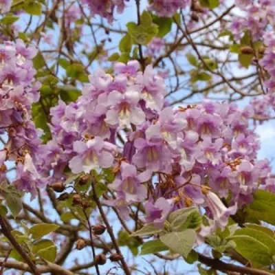 Павлония ПАО ТОГН Z07 — описание сорта Павлония ПАО ТОГН Z07 в Смоленске