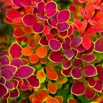 Барбарис ОРАНЖ САНРАЙЗ тунберга  Барбарис ОРАНЖ САНРАЙЗ тунберга в Смоленске