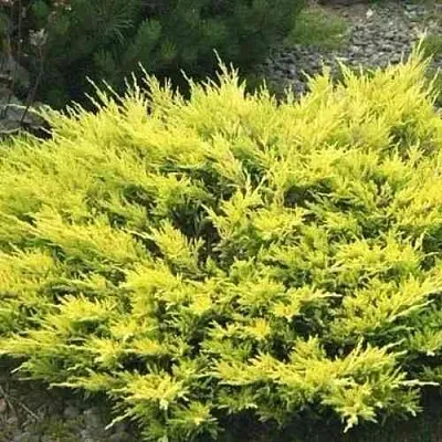 Можжевельник ЛАЙМ ГЛОУ горизонтальный  Можжевельник ЛАЙМ ГЛОУ горизонтальный в Смоленске