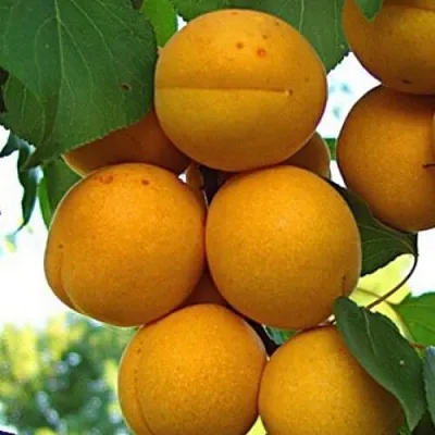 Абрикос ОНТАРИО в Смоленске