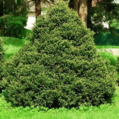 Ель ОЛЕНДОРФИ обыкновенная  Ель ОЛЕНДОРФИ обыкновенная в Смоленске