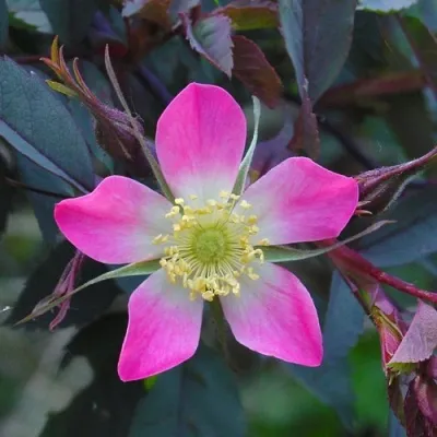 Саженцы роз сизая — описание сорта Саженцы роз сизая в Смоленске