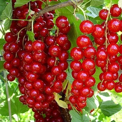 Смородина красная ЙОНКЕР ВАН ТЕТС в Смоленске