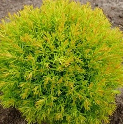 Туя АННИЕК западная  Туя АННИЕК западная в Смоленске