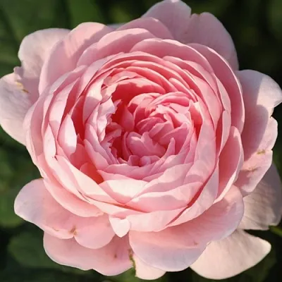 Саженцы роз КУИН ОФ СУИДЕН английская  Саженцы роз КУИН ОФ СУИДЕН английская в Смоленске