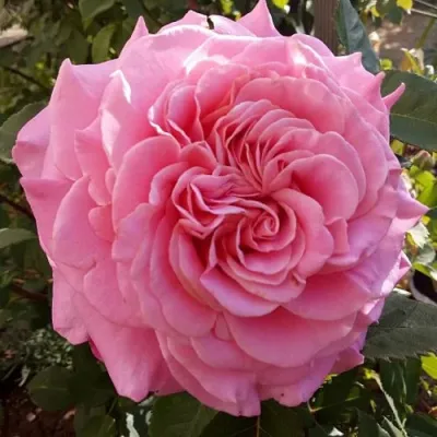 Саженцы роз ЭШЛИ чайно-гибридная — описание сорта Саженцы роз ЭШЛИ чайно-гибридная в Смоленске