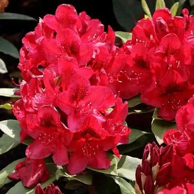 Рододендрон МАТАДОР  Рододендрон МАТАДОР в Смоленске